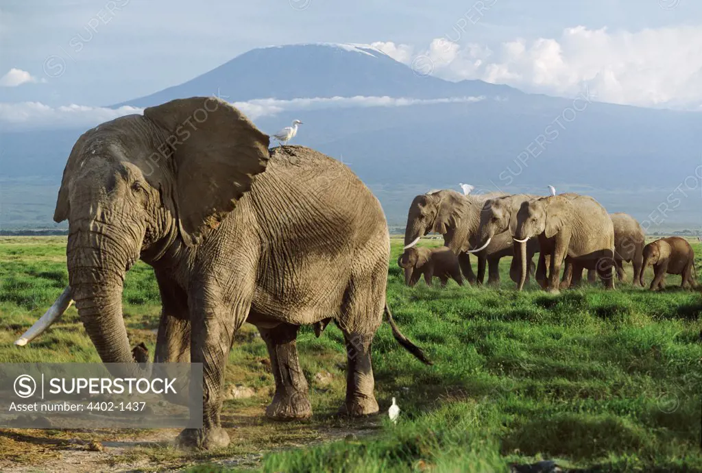 African elephant herd with Mt.Kilimanjaro in the background, Amboseli, Kenya