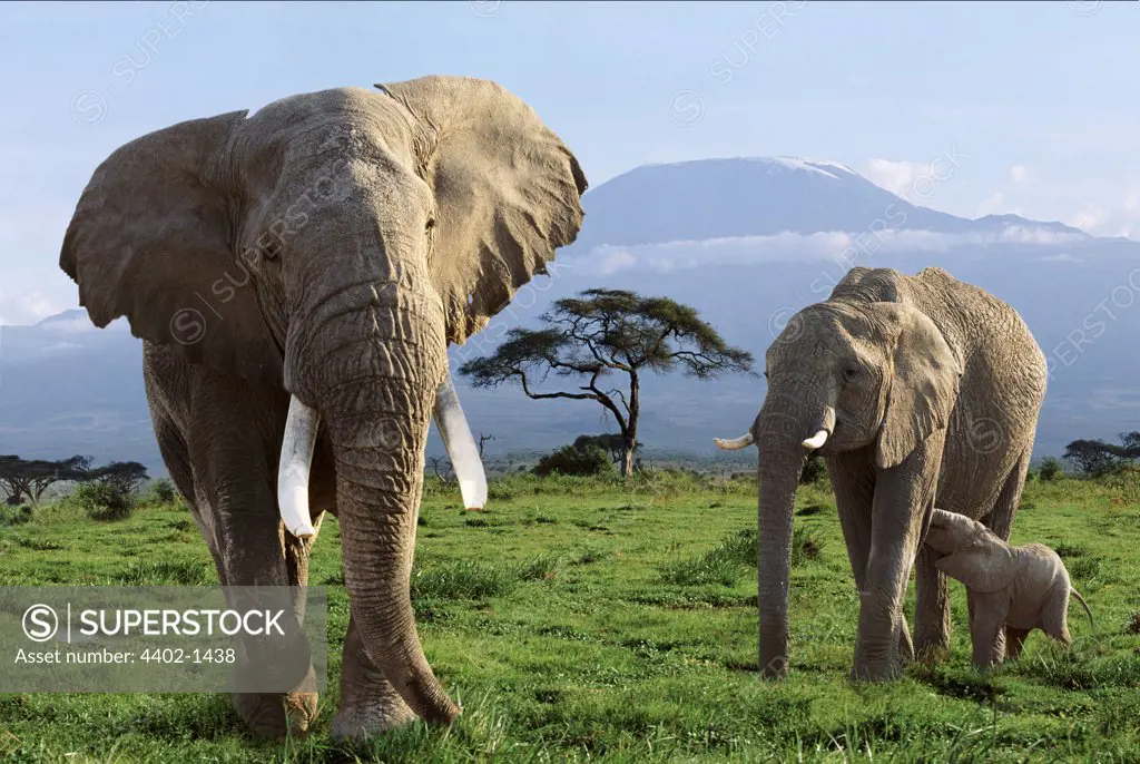 African elephant family and Mt.Kilimanjaro, Amboseli National Park, Kenya