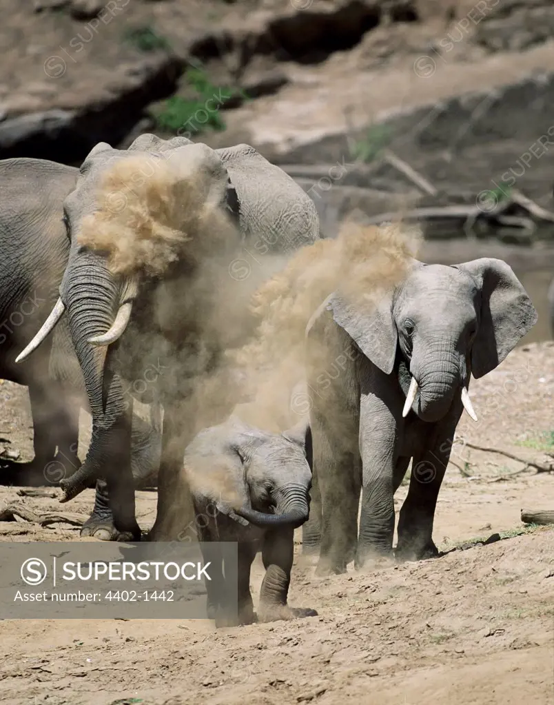 African elephants dust-bathing, Masai Mara, Kenya