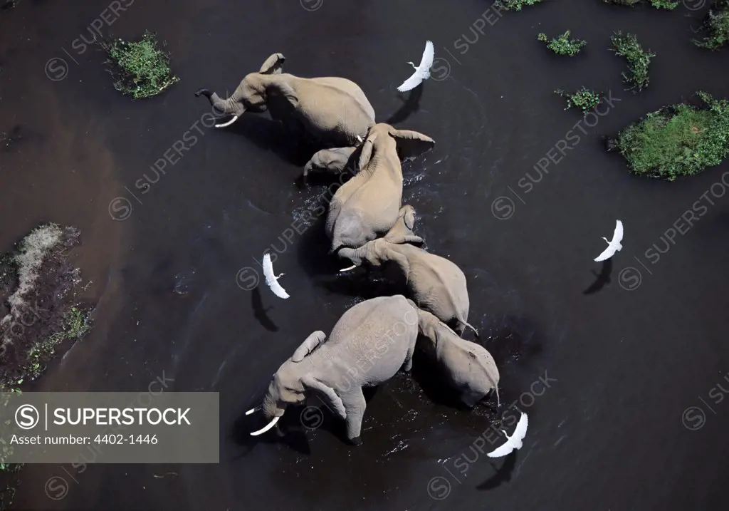 Aerial photograph of African elephant herd in water, Amboseli National Park, Kenya