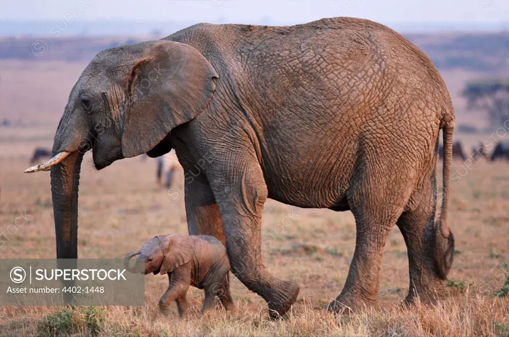 African elephant and calf, Masai Mara, Kenya
