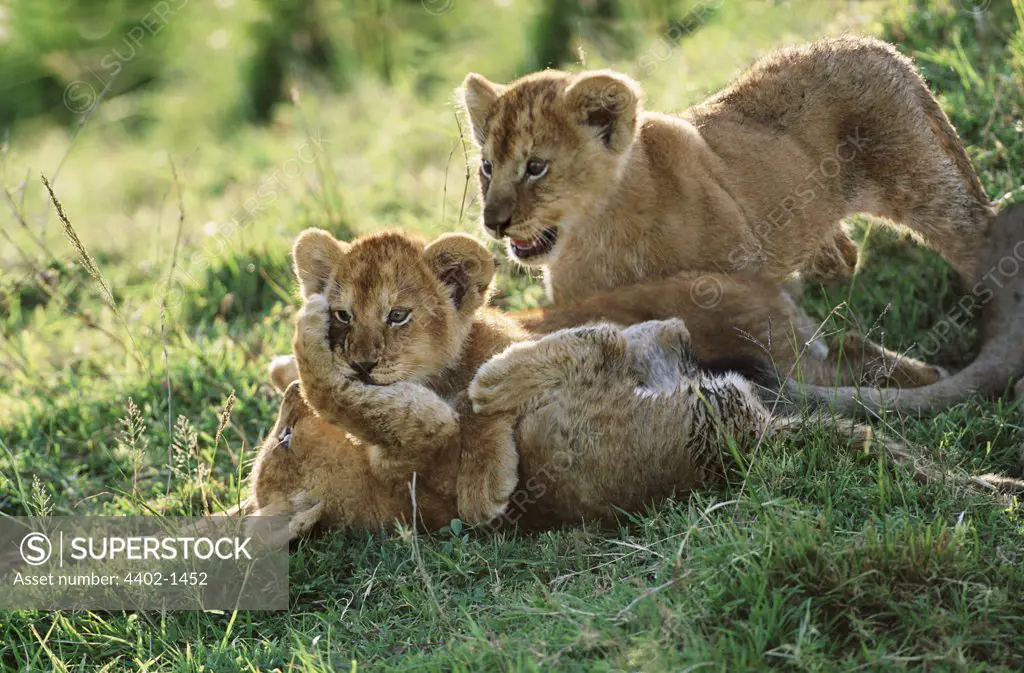 African lion cubs playing, Masai Mara, Kenya
