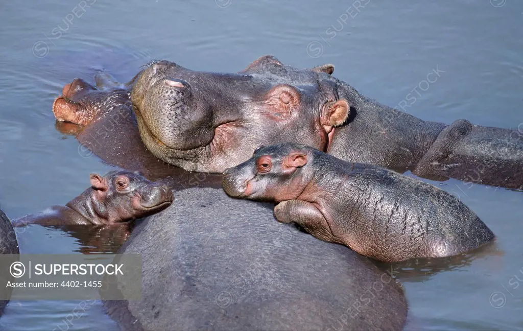 Hippopotamus family resting, Masai Mara, Kenya