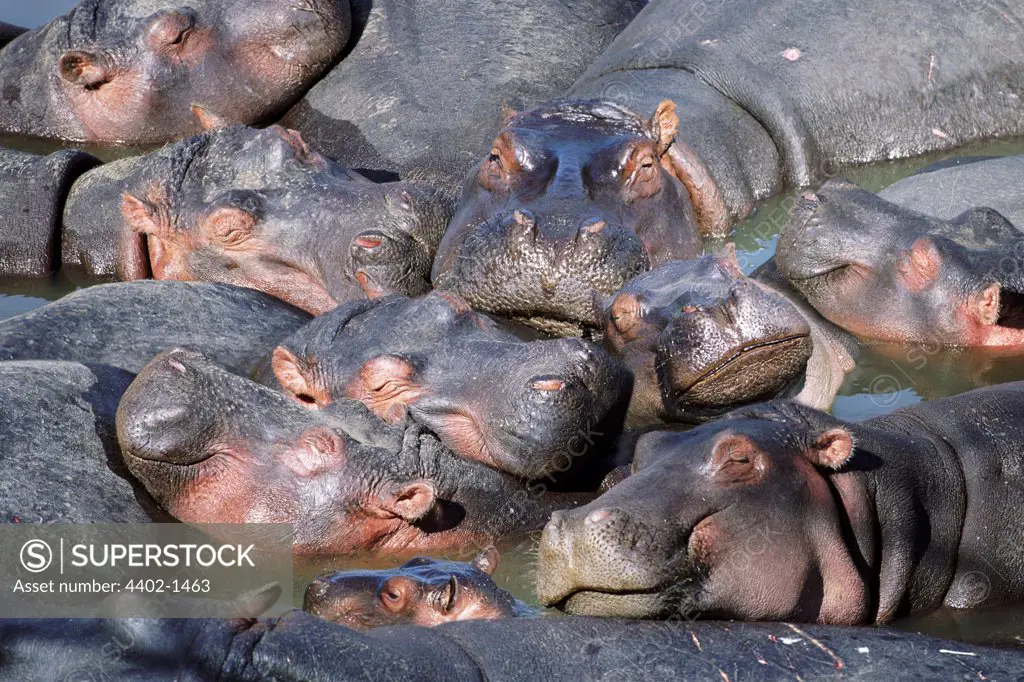 Hippopotamus group wallowing in river, Masai Mara, Kenya