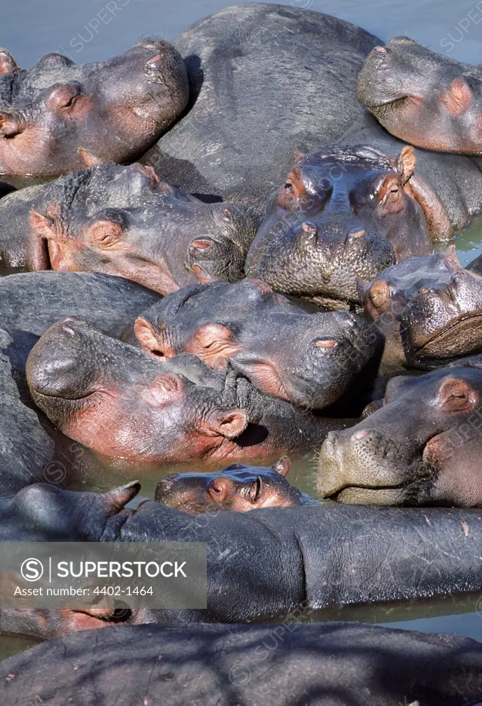 Group of hippopotami wallowing in the river, Masai Mara, Kenya