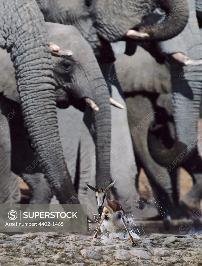 Springbok surprised at waterhole by African elephant herd, Etosha National Park, Namibia