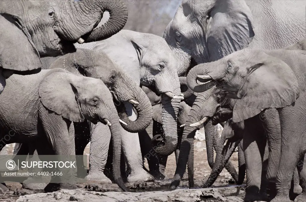 African elephant herd drinking at waterhole, Etosha National Park, Namibia