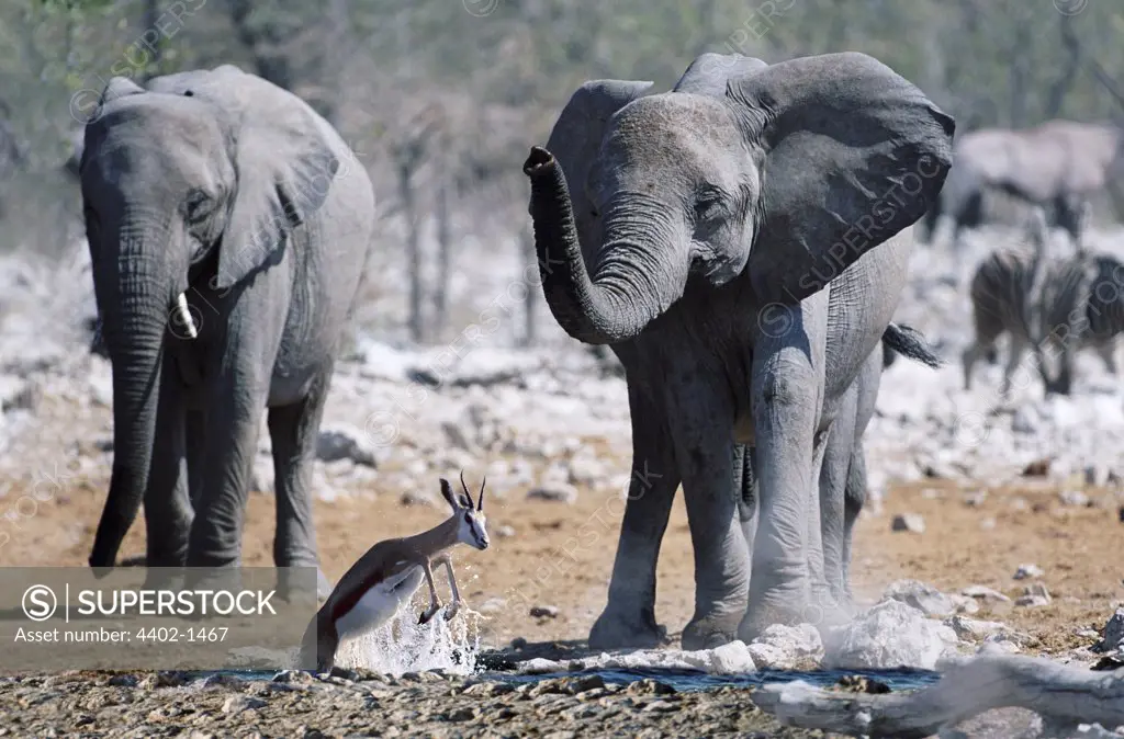 Springbok surprised by African elephants at waterhole, Etosha National Park, Namibia