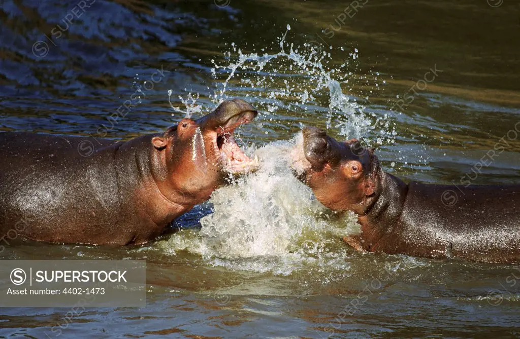 Hippos fighting, Masai Mara, Kenya