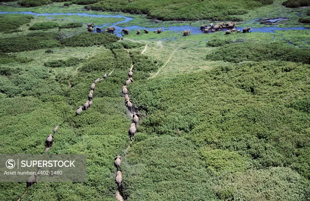Aerial of African elephants following paths to swamp, Amboseli National Park, Kenya
