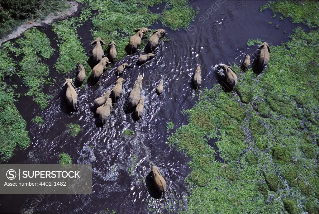Aerial of African elephant herd in swamp, Amboseli National Park, Kenya