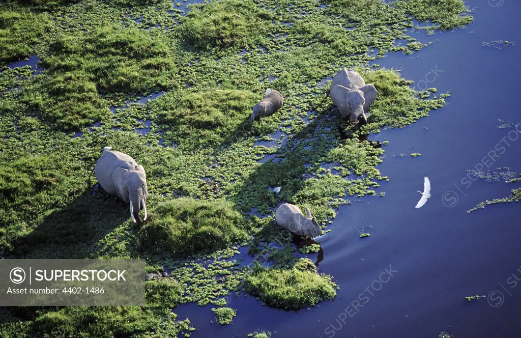 Aerial of African elephants in swamp, Amboseli National Park, Kenya