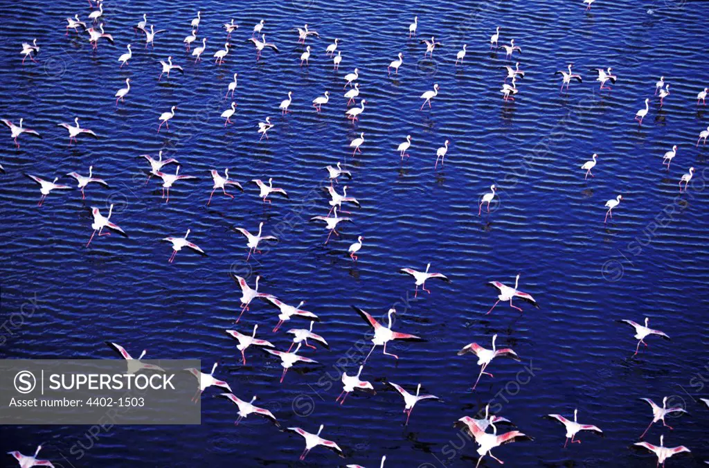 Flamingos taking off from Lake Magadi, Kenya