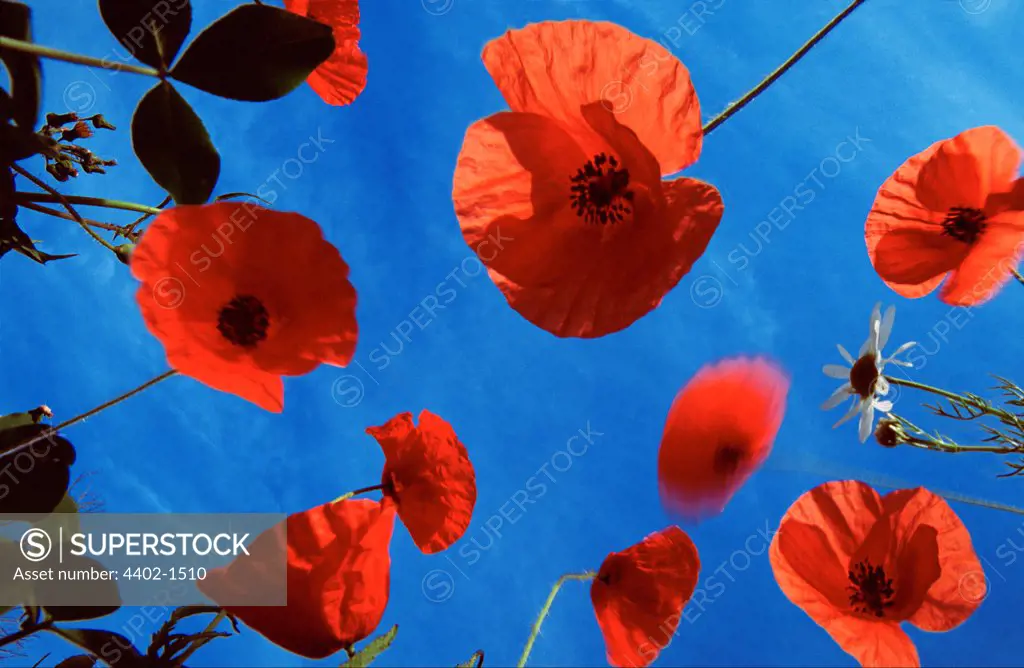Red poppies against blue skies