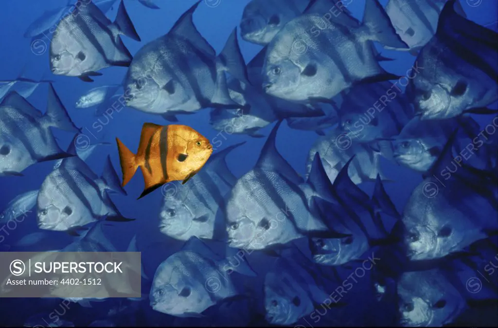 Single fish swimming in opposite direction to other fish (Conceptual composite image)