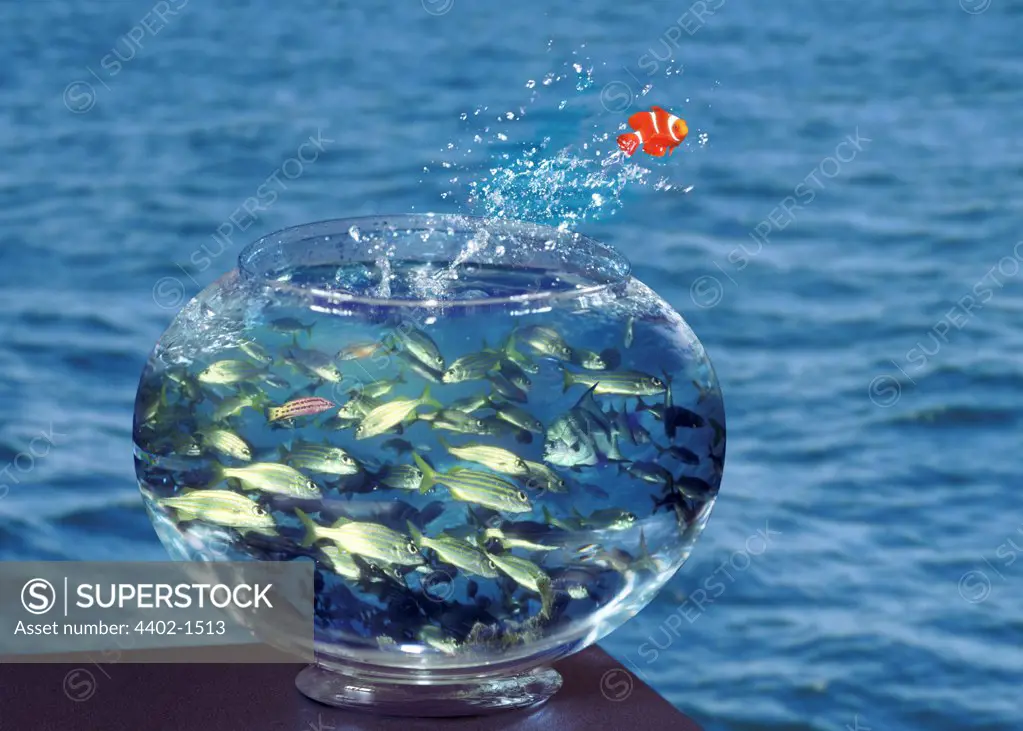 Fish leaping out of bowl (conceptual composite image)