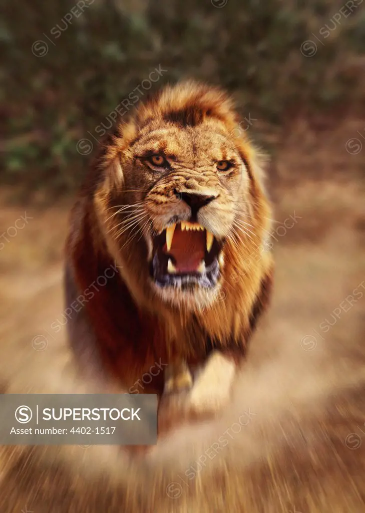 African lion charging, South Africa
