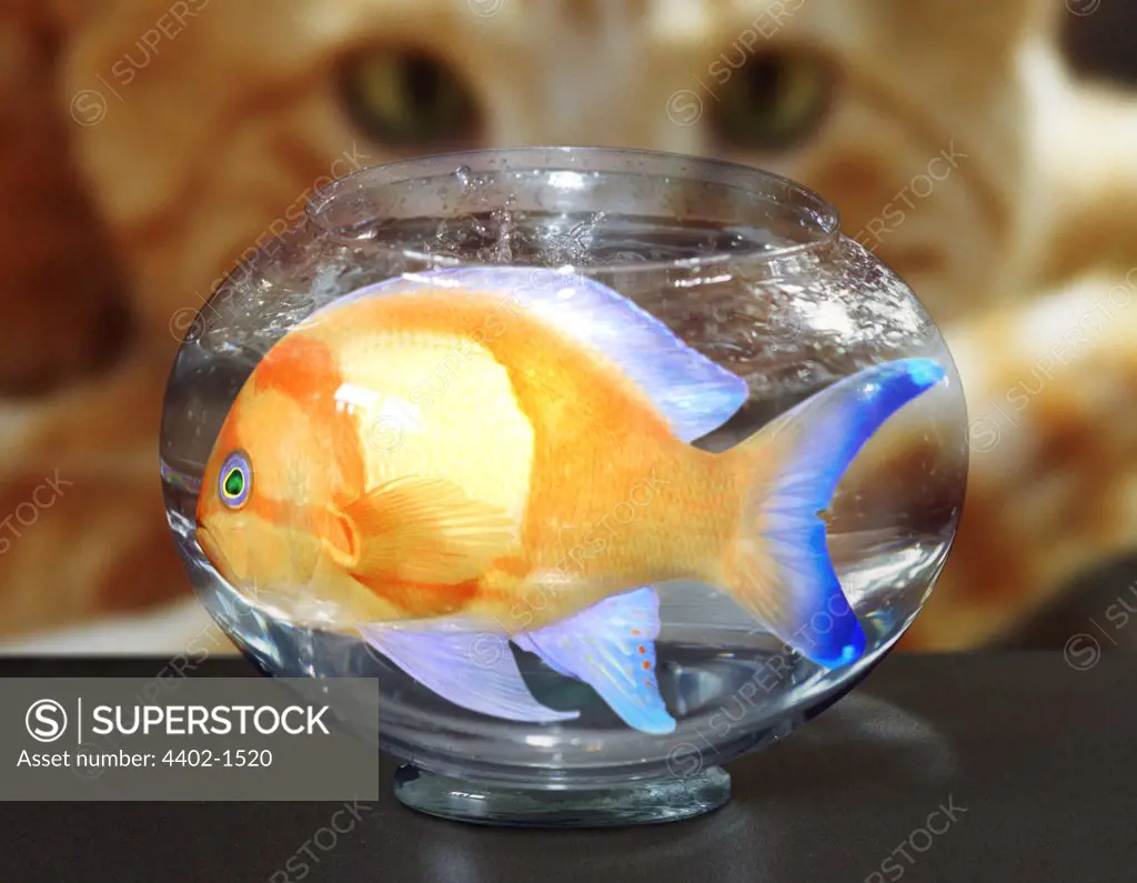 Large goldfish in bowl being watched by cat (conceptual composite image)