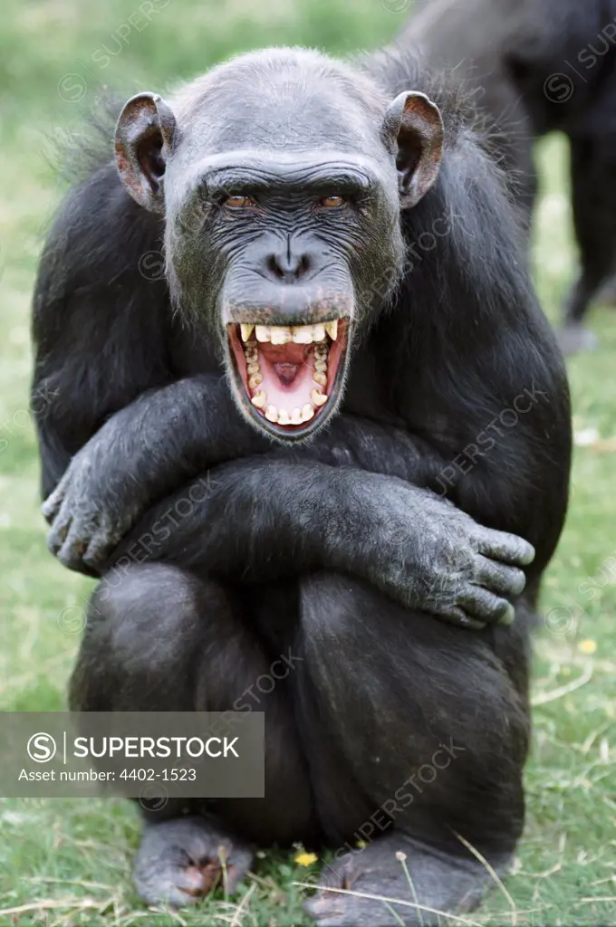 Chimpanzee (captive)