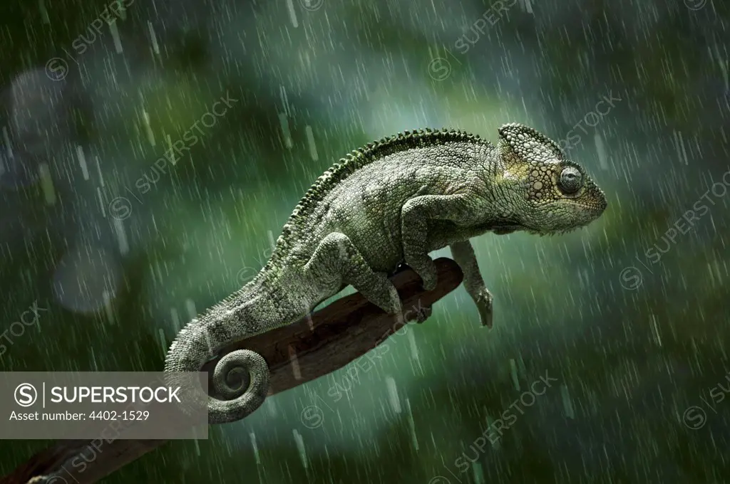 Chameleon in the rain (conceptual composite image)