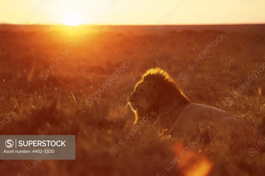African lion at dawn, Masai Mara, Kenya