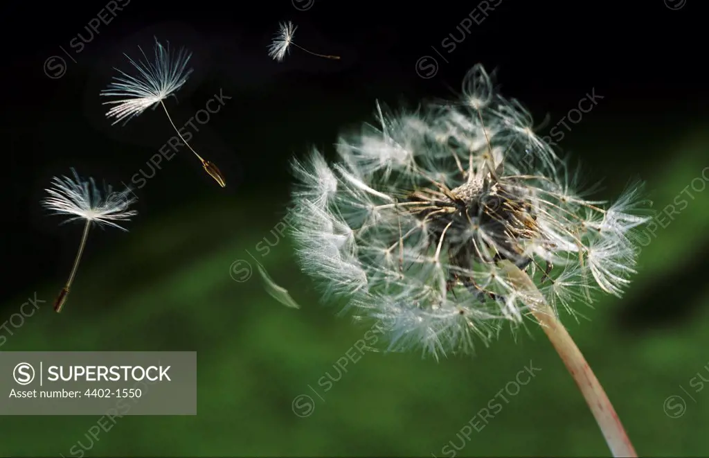 Dandelion seeds blowing in the wind (England)