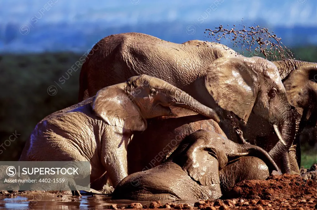 African elephants wallowing in mud, Addo National Park, South Africa