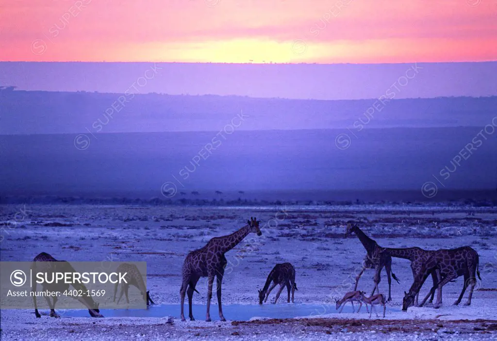 Giraffes at waterhole at dawn