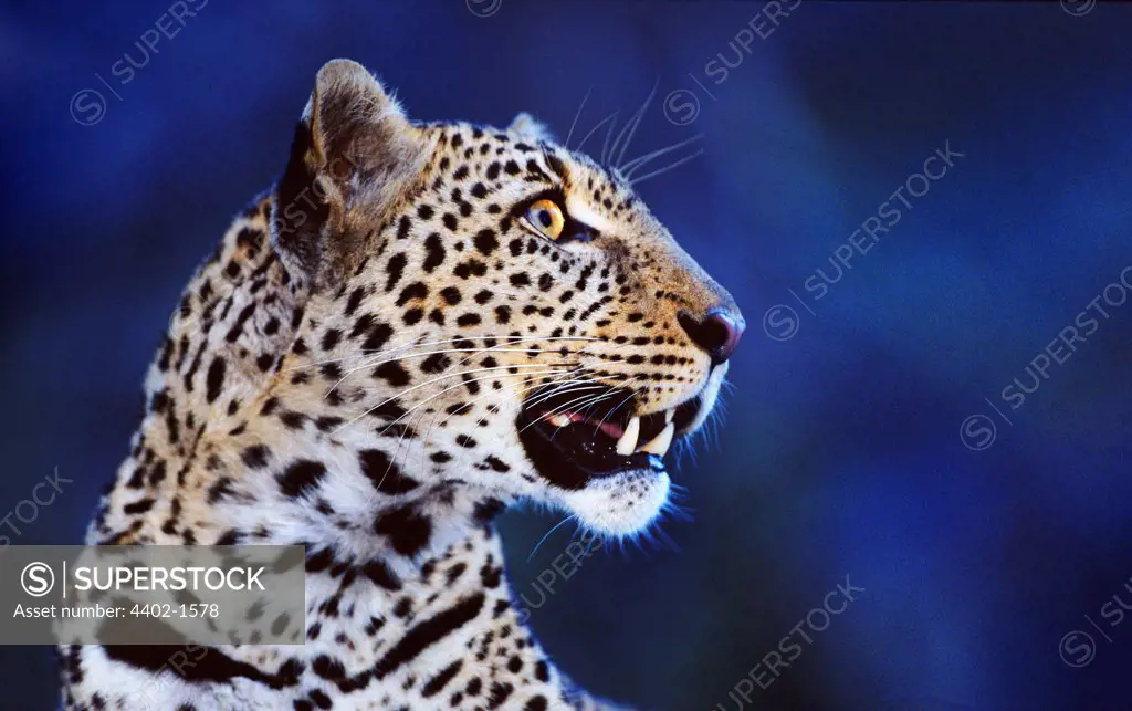 African leopard on alert at night,  Masai Mara, Kenya
