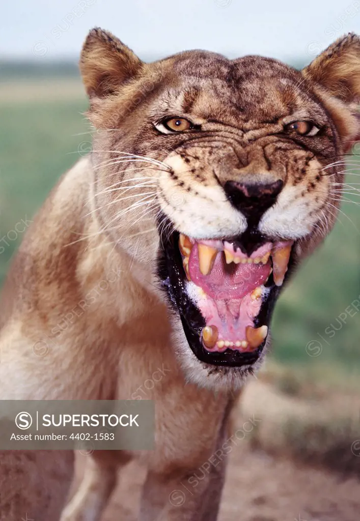 African lioness snarling, South Africa