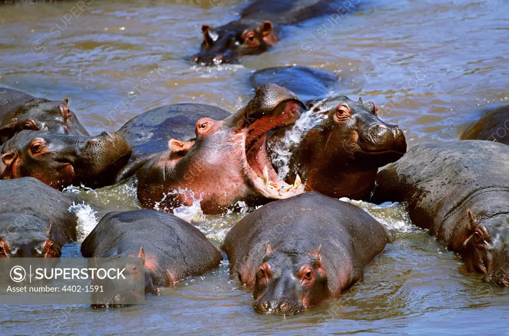 Hippos fighting, Masai Mara, Kenya