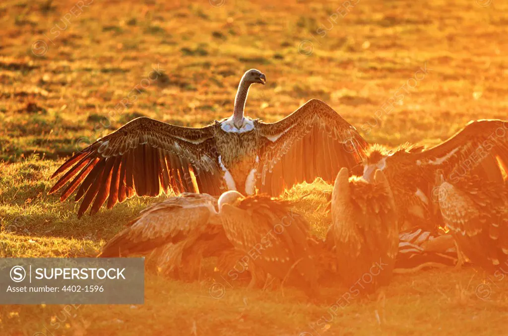 Vultures at sunrise,  Masai Mara, Kenya
