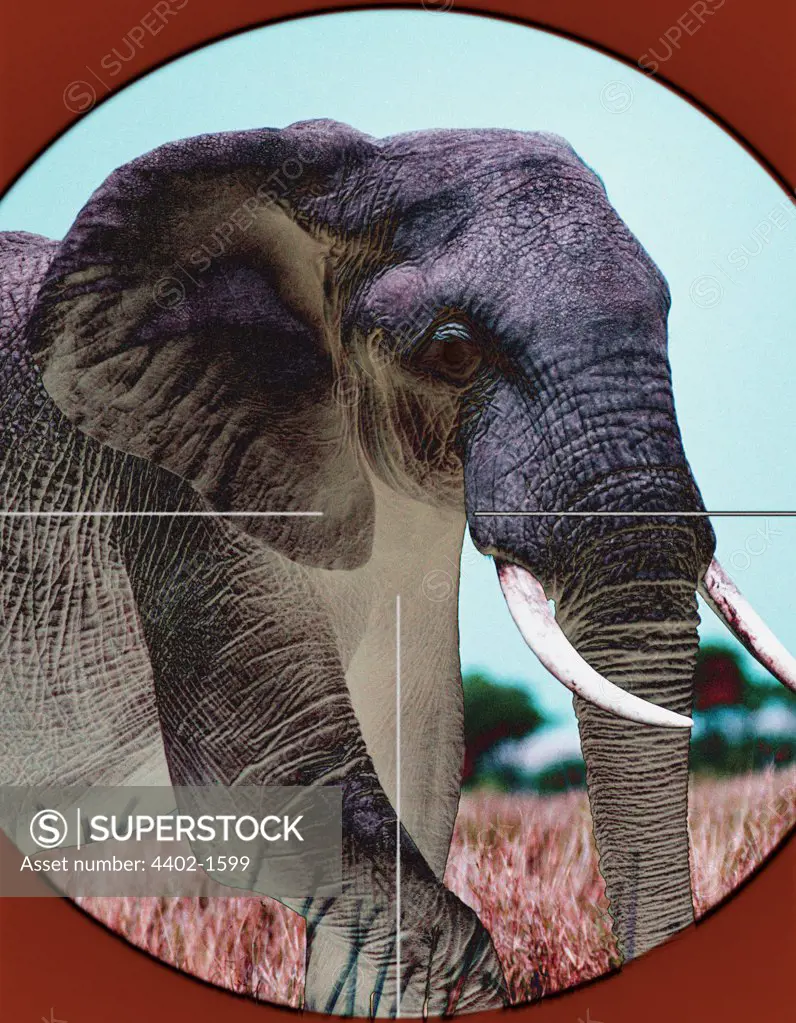 African elephant seen through rifle sight (conceptual composite image)