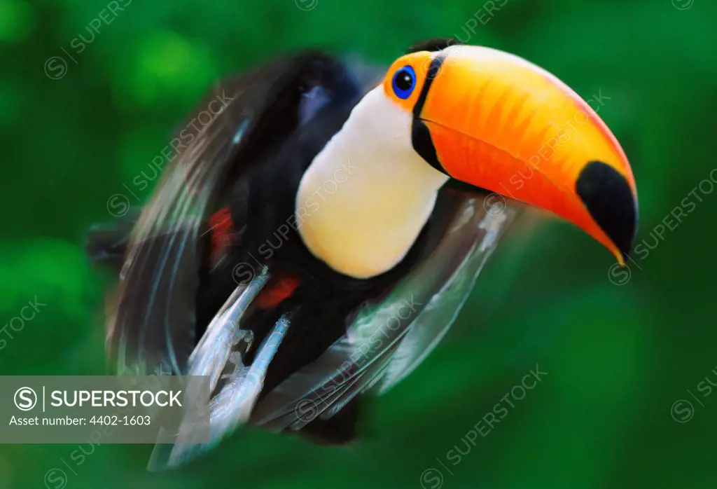 Toco toucan in flight (captive)