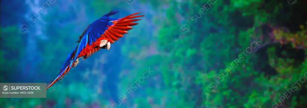 Scarlet macaw flying (captive)