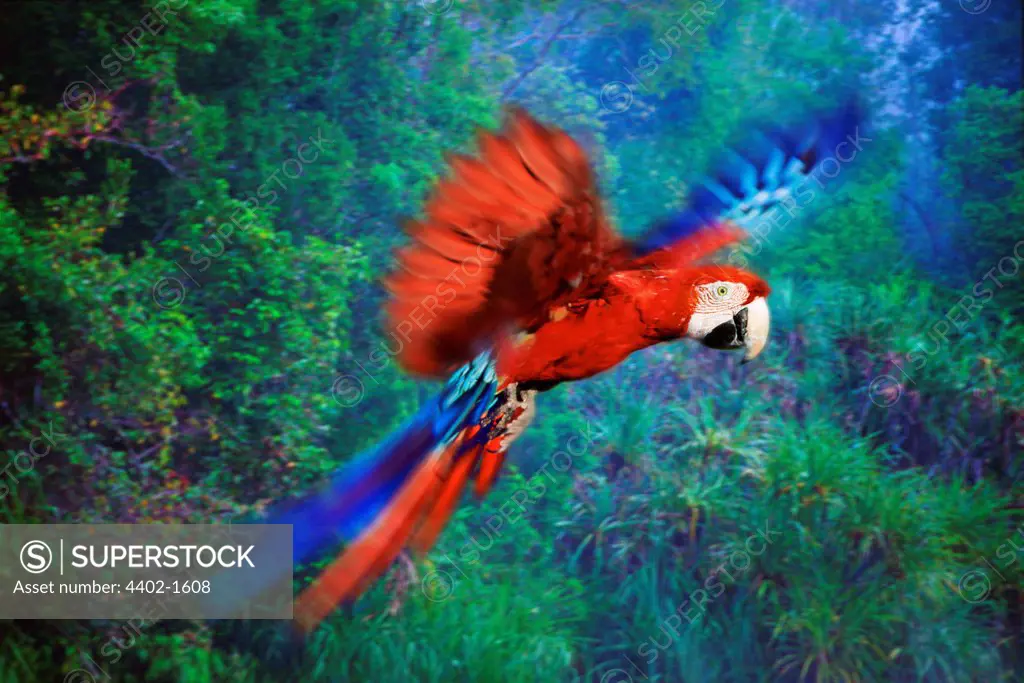 Scarlet macaw flying (captive)