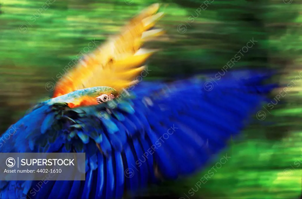 Blue and yellow macaw (Blue and gold macaw) in flight (captive)