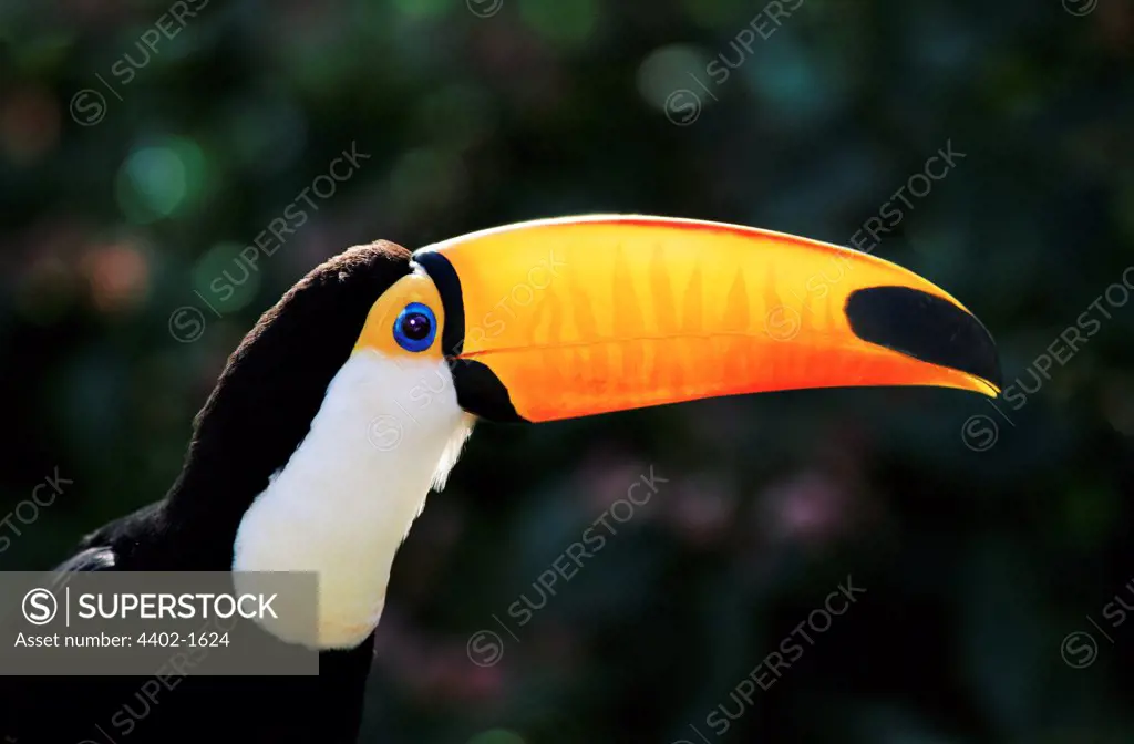 Toco toucan (captive)