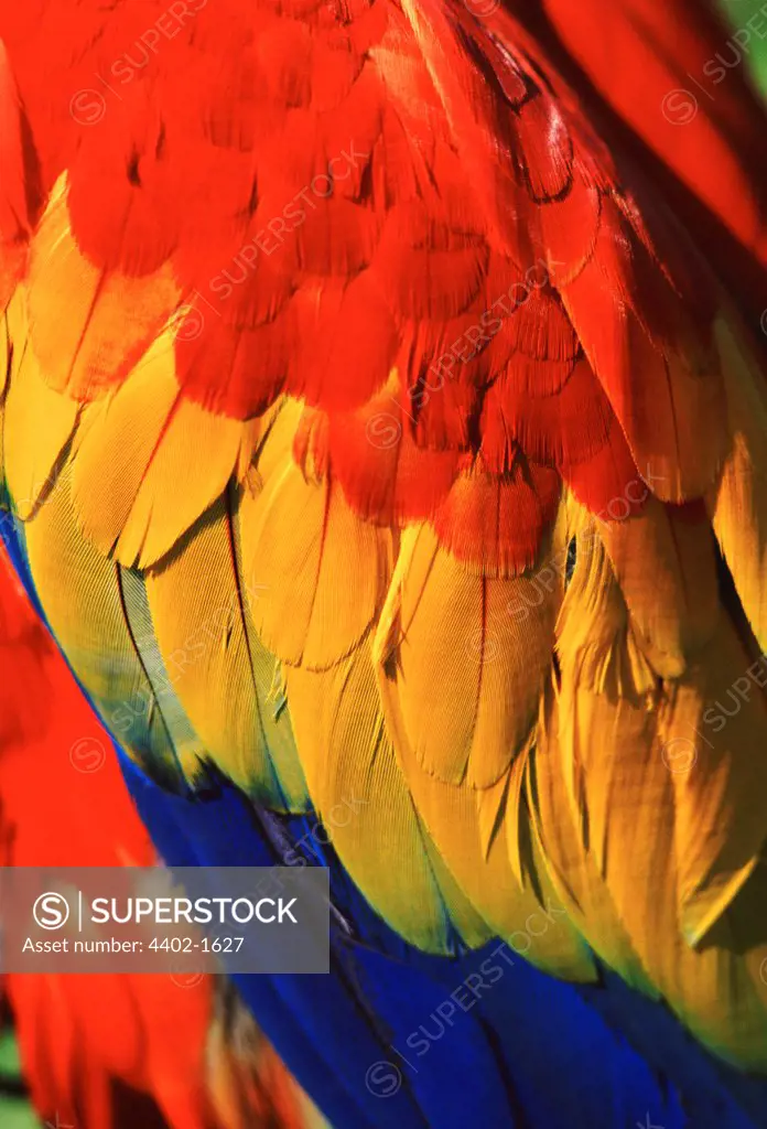Scarlet macaw's wing (captive)