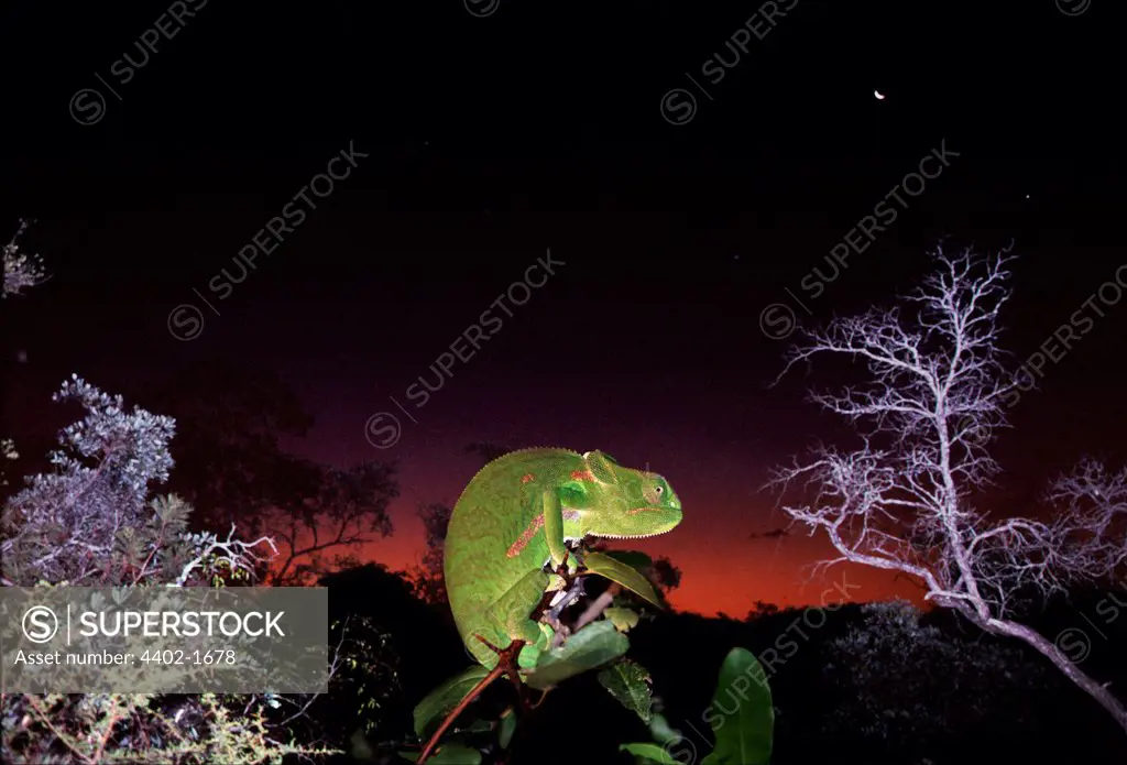 Flap-necked chameleon at night, South Africa