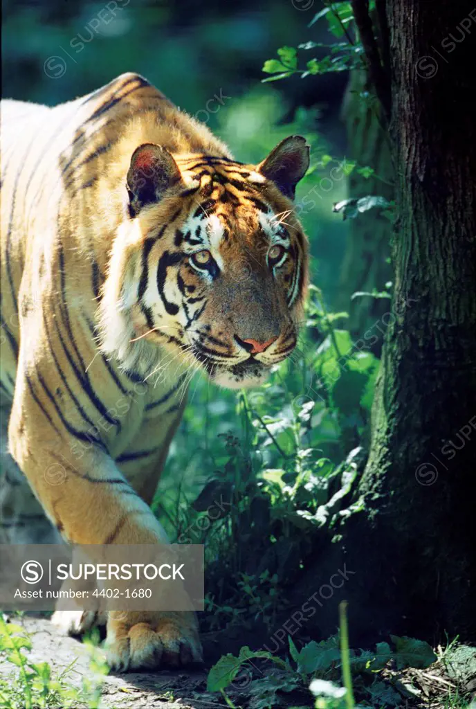Tiger on the prowl (captive)