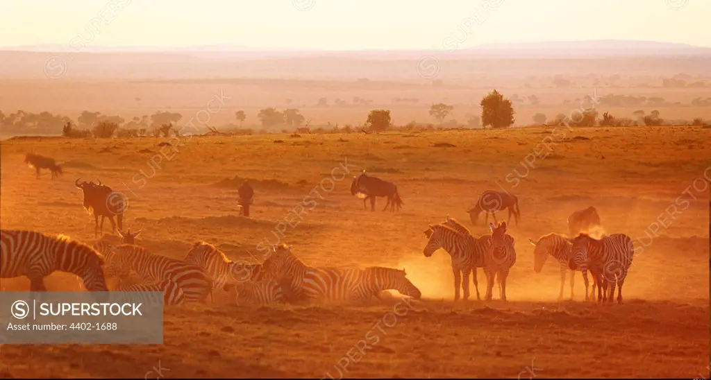 Zebra herd relaxing at sunset, Masai Mara, Kenya