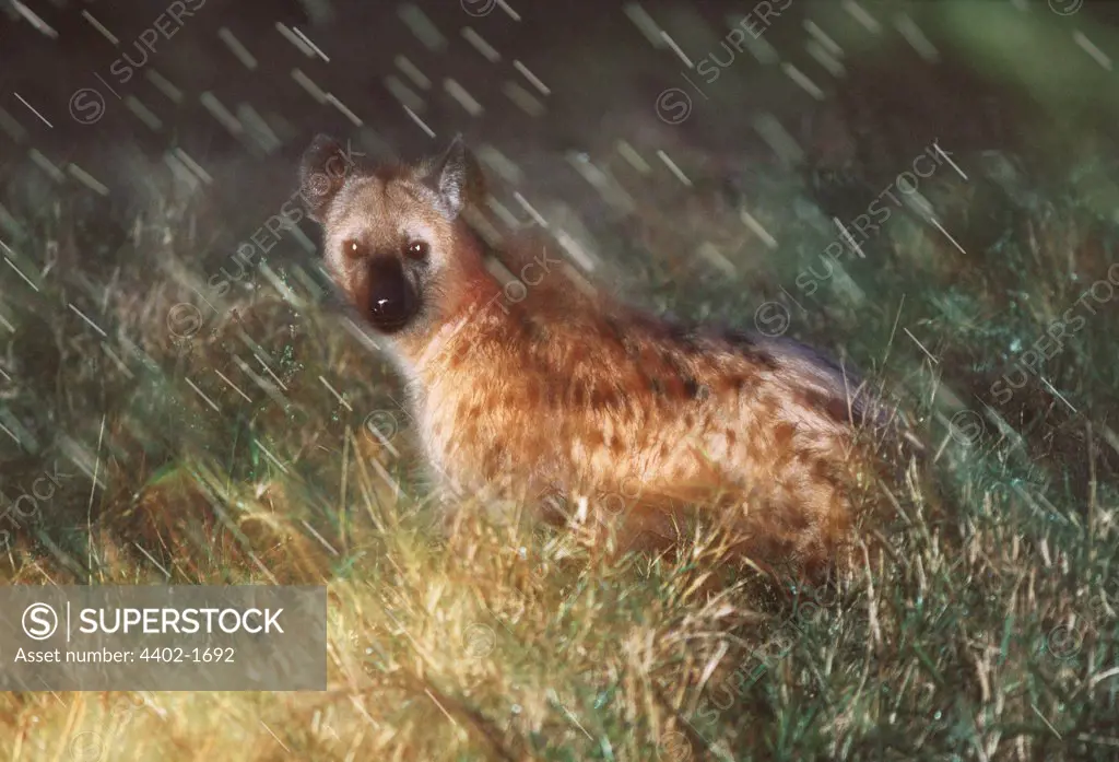 Spotted hyena in the rain, South Africa