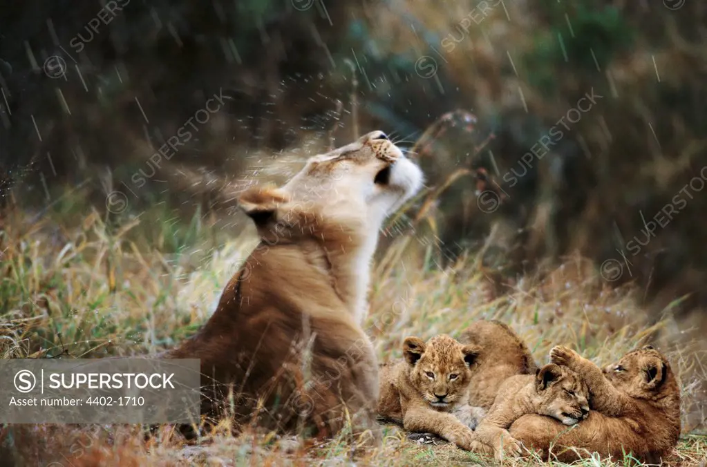 African lioness and cubs in rain, South Africa