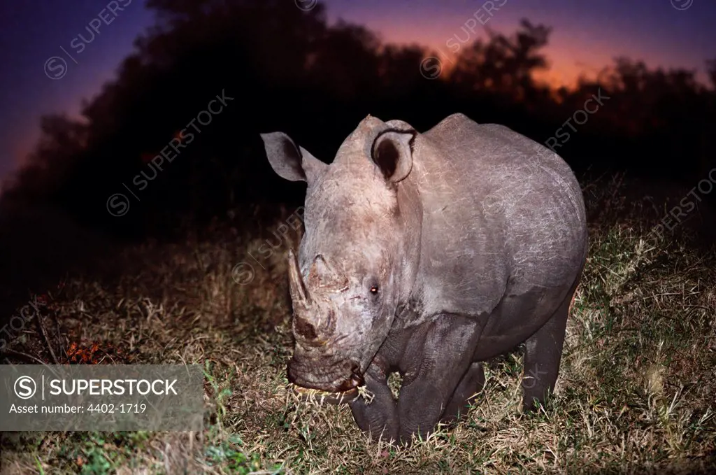 White rhinoceros at night, South Africa