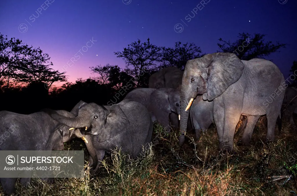 African elephant herd at night-time, South Africa