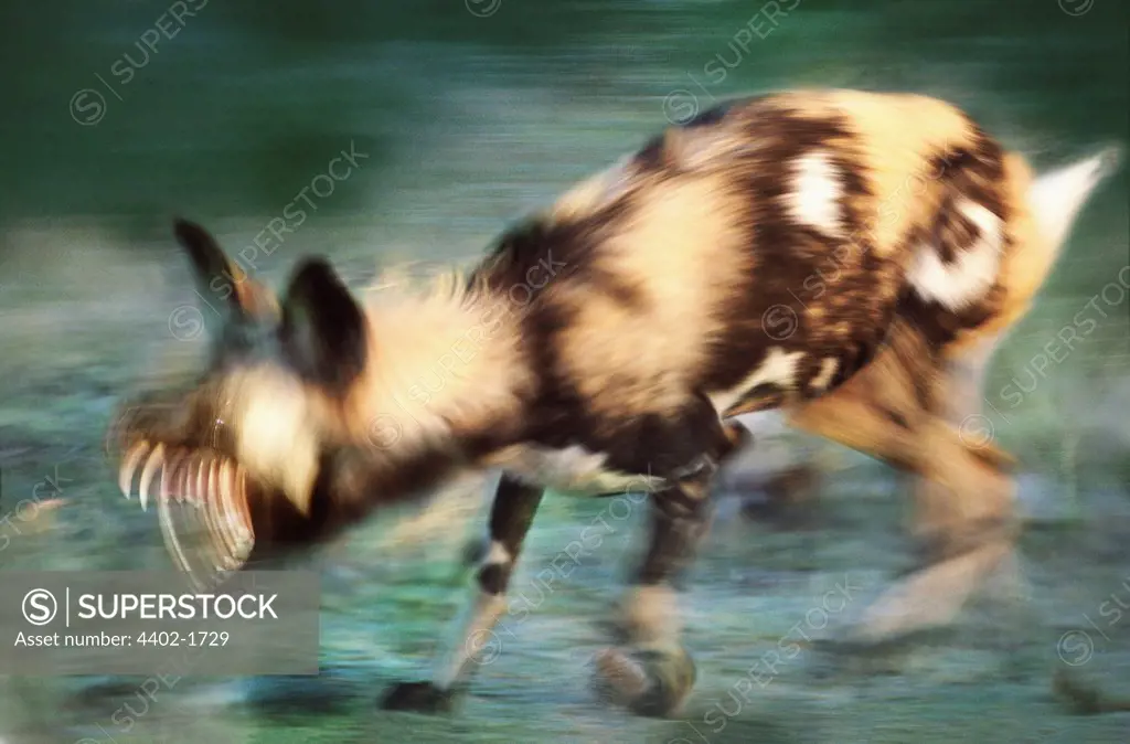 African wild dog snarling, South Africa