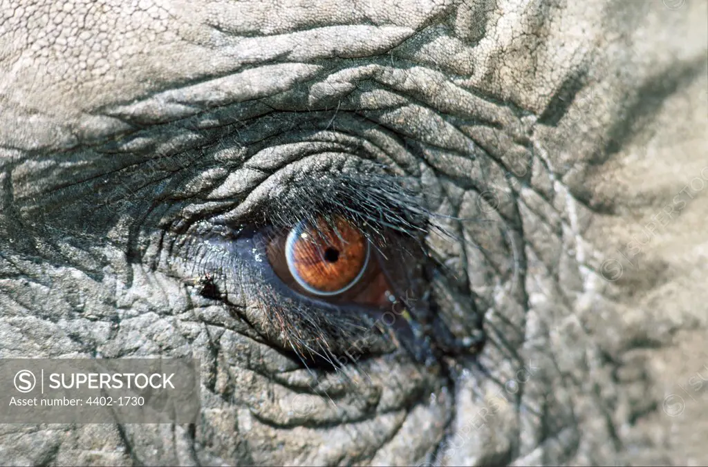 Close up of African elephant's eye