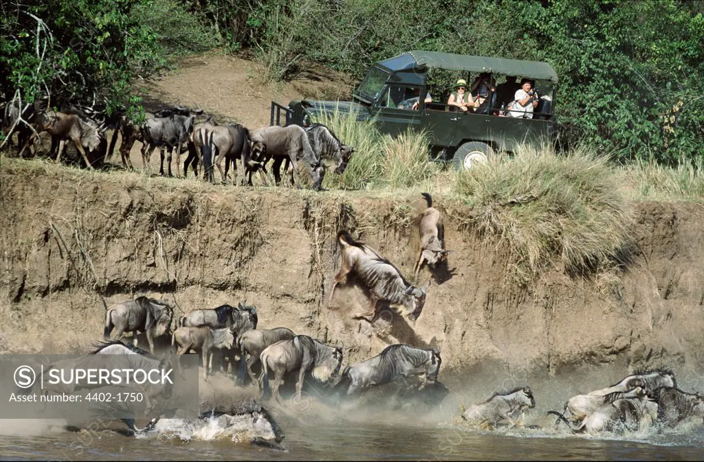 Tourists watching wildebeest jumping into Mara river during migration, Kenya