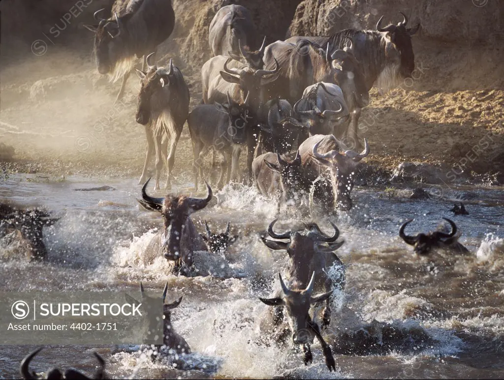 Wildebeest crossing Mara river on migration, Kenya
